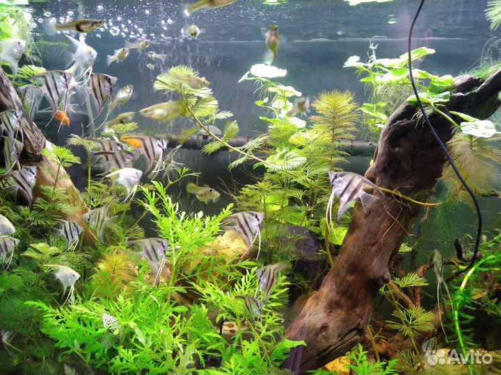 Аквариумные рыбки