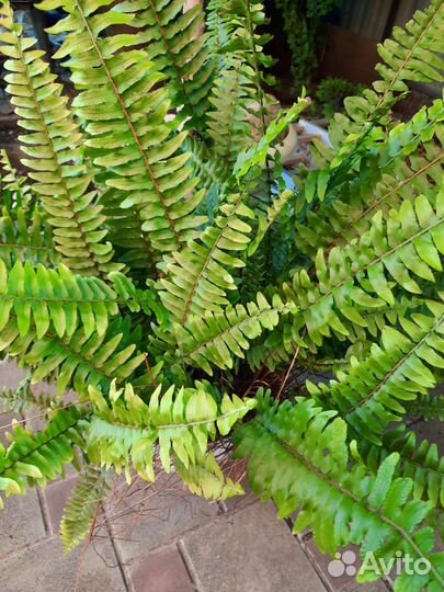 Папоротник