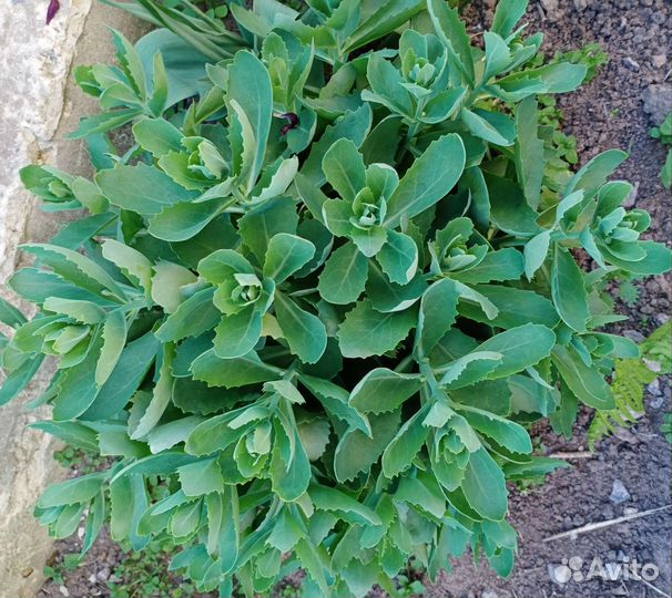 Многолетники