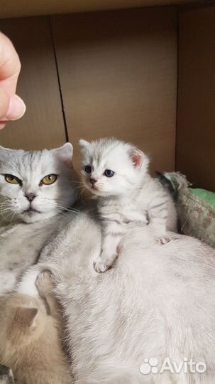 Котята
