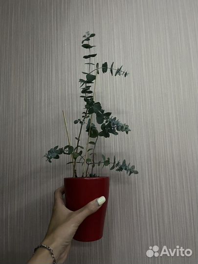 Сциндапсус золотистый и эвкалипт серебряный бинго