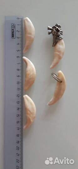 Крупные клыки волка