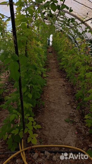 Ремонтантная малина