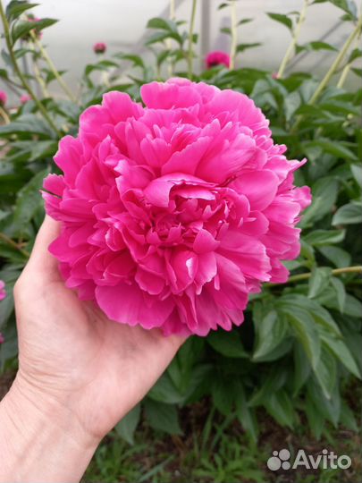 Спирея, пионы, роза