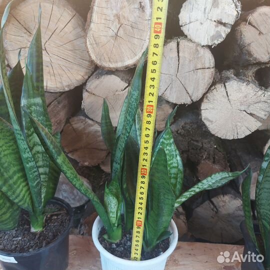 Сансевиерия