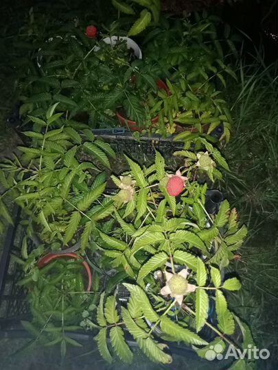 Тибетская малина, Японская айва, Голубика Река