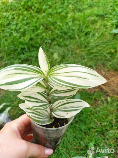 Традесканция