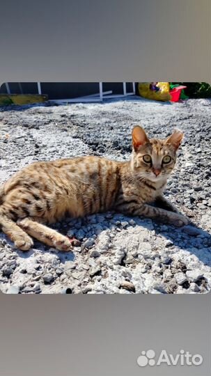Котята бенгальские помесь