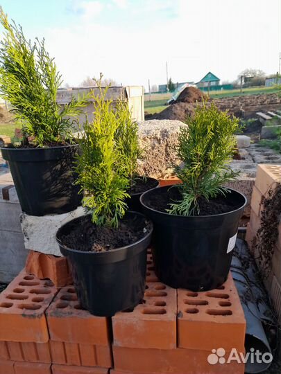 Саженцы деревьев