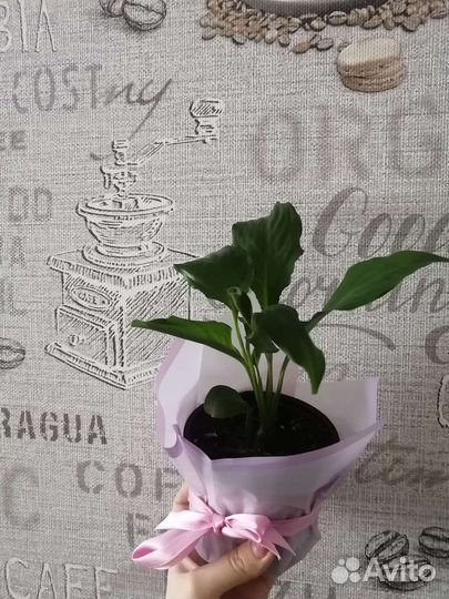 Спатифиллум