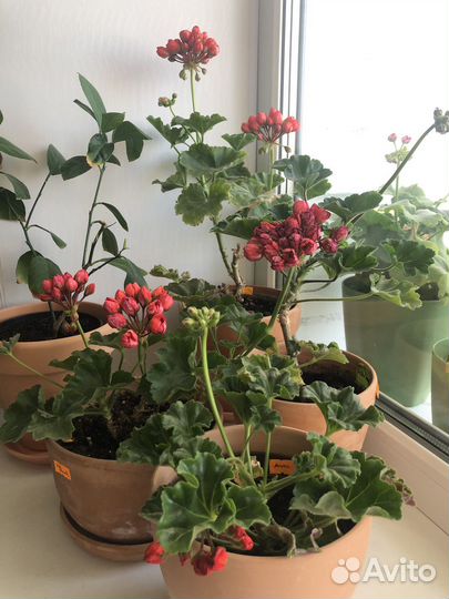 Пеларгония герань cony
