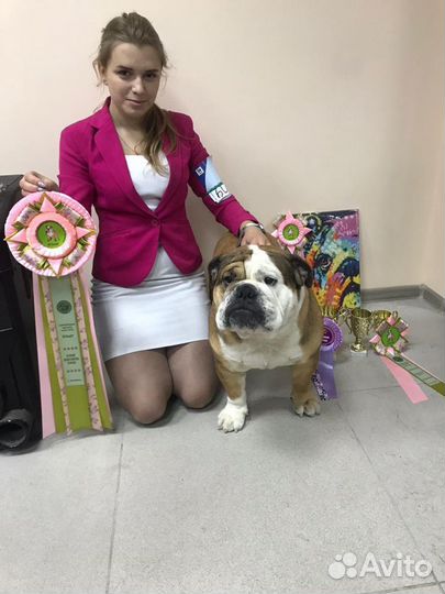 Английский бульдог (Вязка)