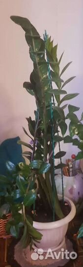 Замиокулькас