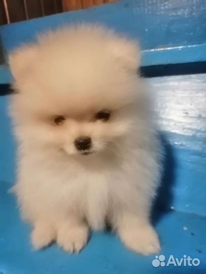 Померанский шпиц