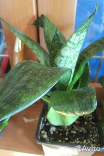 Сансевьера Ханни