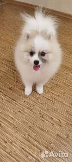 Немецкий малый шпиц, вазка