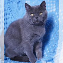 Британская короткошёрстная, взрослая кошка, Белгород