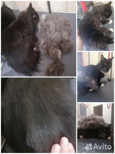 Стрижка собак и кошек, экспресс линька (груминг)