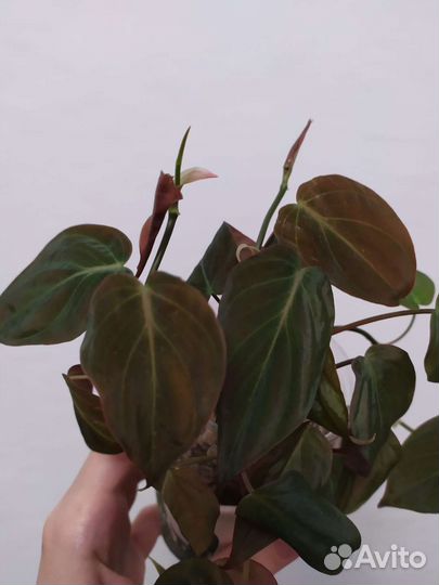 Филодендрон сканденс миканс