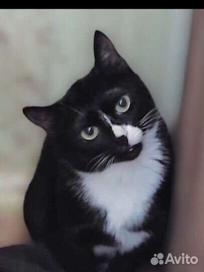 Били кошечек