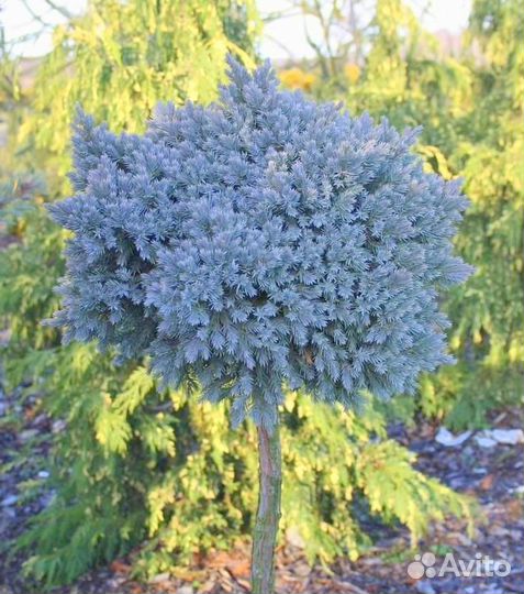 Можжевельник Блю Стар