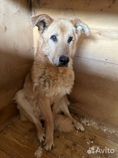 Посмотрите в эти большие печальные глаза