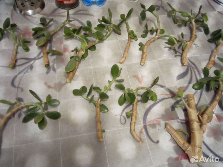 Живое дерево