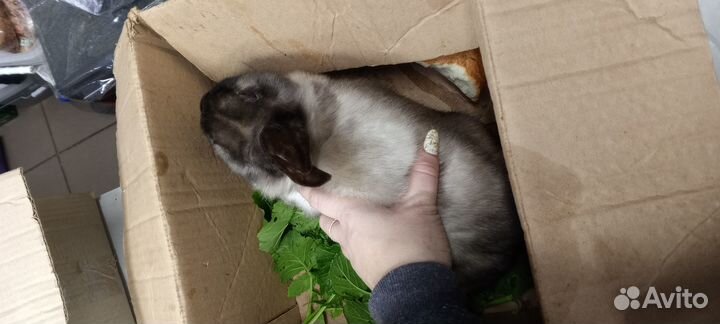 Декоративные кролики