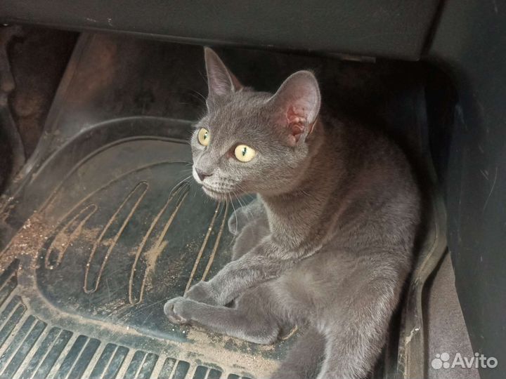 Котенок