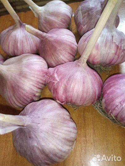 Озимый сортовой чеснок