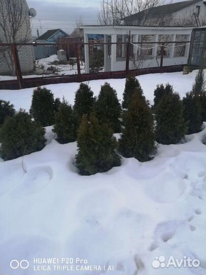 Хвойные растения