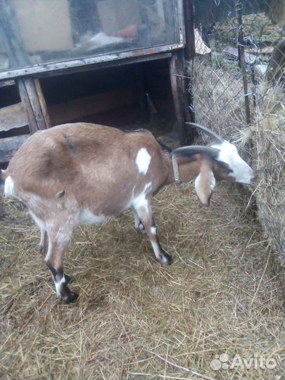 Козочки козы