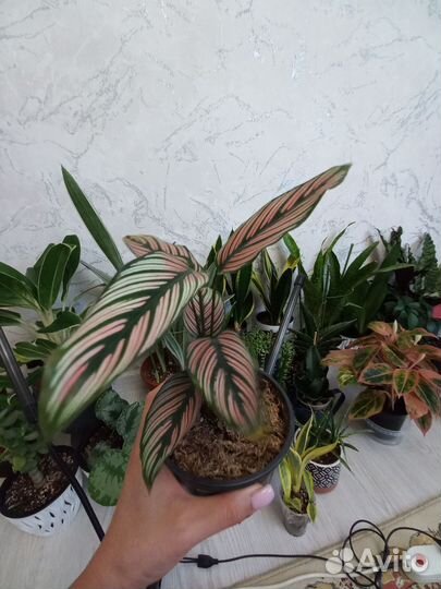 Калатея white стар