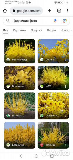 Форзиция большой куст. Бронь