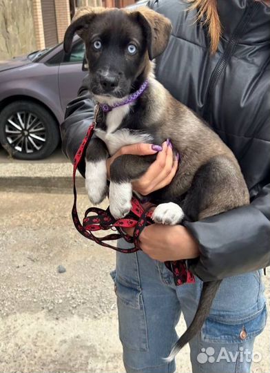 Малышка Кайла