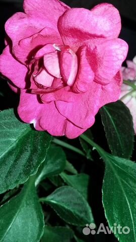 Бальзамин большой