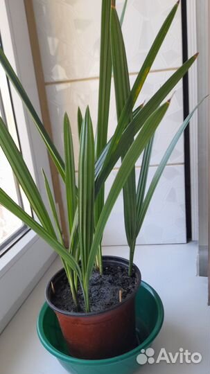 Пальма финиковая