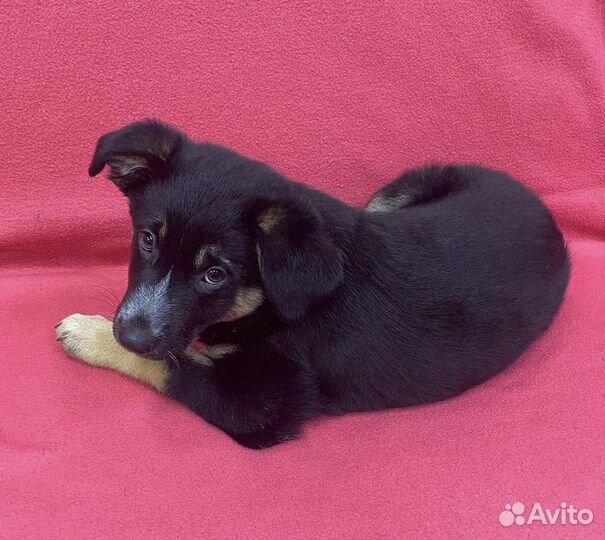 Щенок Зайка в дар. До четверга