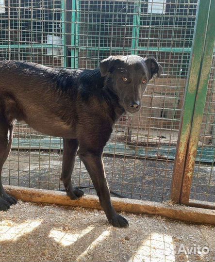 Недоверчивый Яша