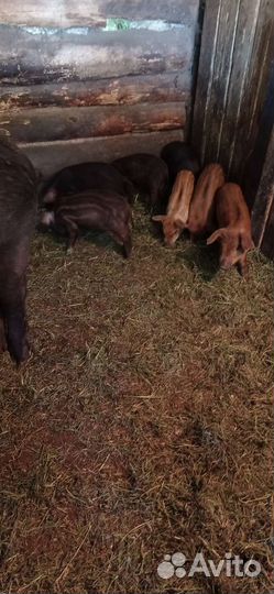 Поросята