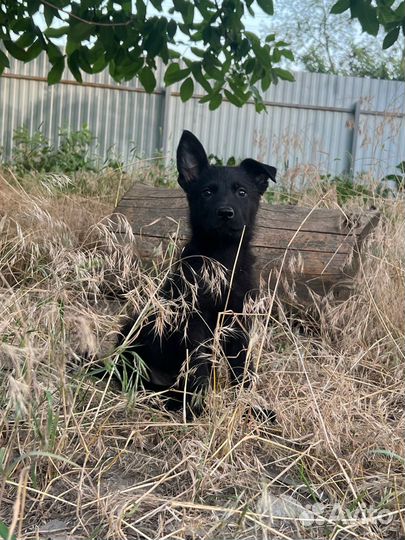 Щенки немецкой овчарки