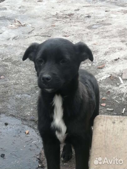 Собака в добрые руки отдам бесплатно