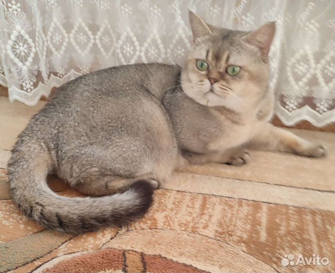 Шотландский кот вязка