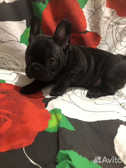 Француженка