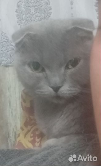 Британская кошка