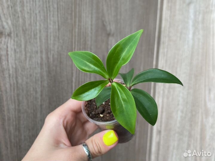 Пеперомия перескиелистная