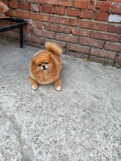 Девочки померанского шпица