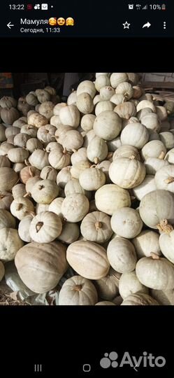 Тыква оптом