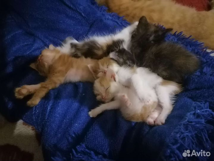 Одам бесплатно в добрые руки