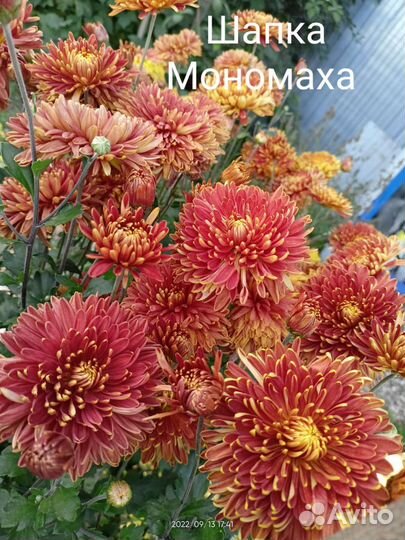 Хризантема корейская